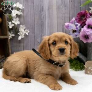 Spencer, Miniature Golden Retriever Puppy